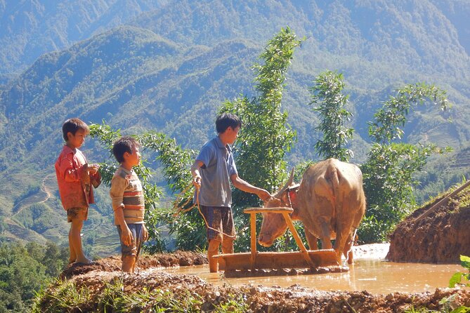2D1N Buffalo trek by Hmong Sister House and Trekking - Why this buffalo trek feels different in Sapa