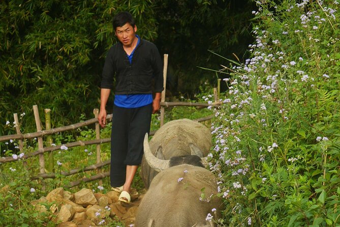 2D1N Buffalo trek by Hmong Sister House and Trekking - Price and value: what $110 buys you in Sapa