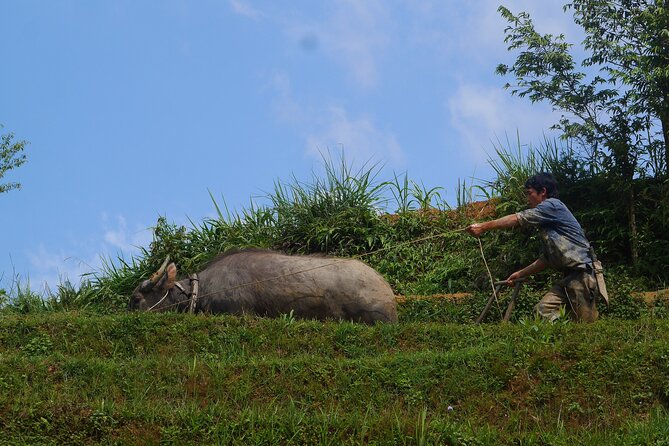 2D1N Buffalo trek by Hmong Sister House and Trekking - Weather, fitness, and how to prepare without overthinking