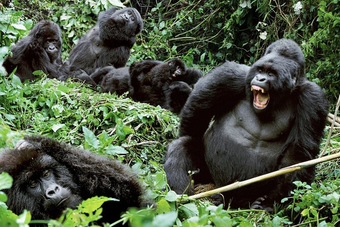 3-Day Climax Guided Gorilla Trekking Mist and Batwa Safari - Bwindi Gorilla Trek: What This Trip Is Really About