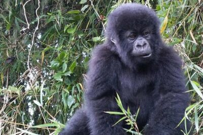3-Day Climax Guided Gorilla Trekking Mist and Batwa Safari - Day 2: The Gorilla Trek Morning, From Gate Briefing to Ranger-Led Walking