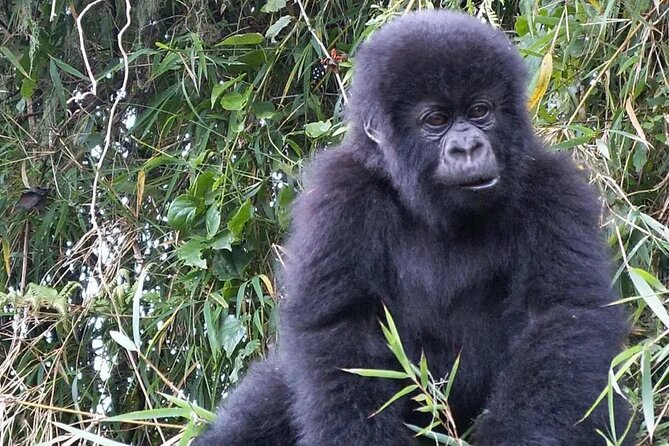 3-Day Climax Guided Gorilla Trekking Mist and Batwa Safari - Day 2: The Gorilla Trek Morning, From Gate Briefing to Ranger-Led Walking