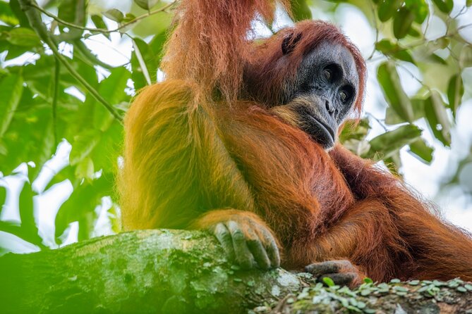 3-Day Ethical Orangutan Jungle Trek | Bukit Lawang, Sumatra - Key highlights you’ll care about