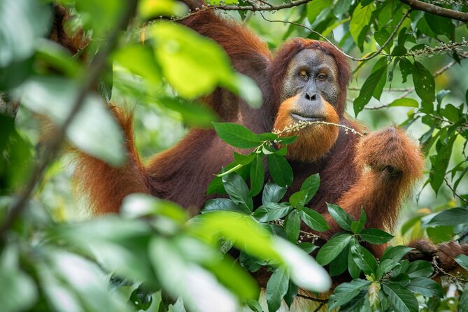 3-Day Ethical Orangutan Jungle Trek | Bukit Lawang, Sumatra - Ethical Orangutan Trek in Bukit Lawang: What You’re Really Buying