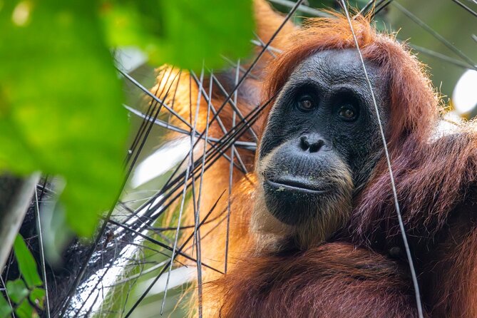 3-Day Ethical Orangutan Jungle Trek | Bukit Lawang, Sumatra - Two Jungle Nights: Camping That Keeps You Close to the Forest
