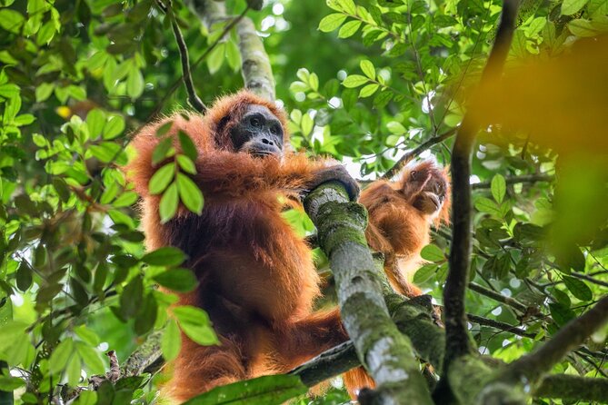3-Day Ethical Orangutan Jungle Trek | Bukit Lawang, Sumatra - The Ending: River Tubing by Jungle Taxi Back Toward Your Hotel