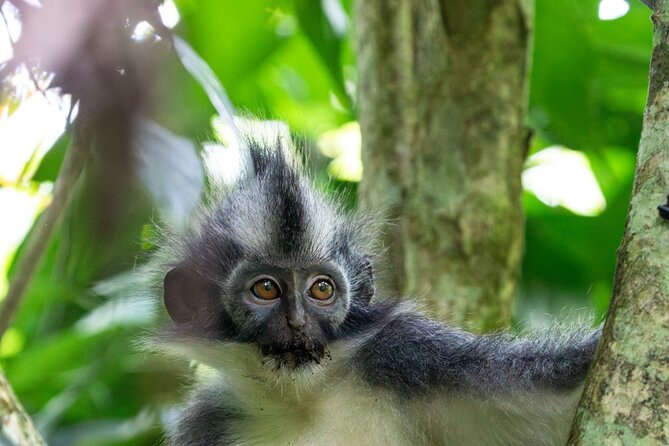3-Day Ethical Orangutan Jungle Trek | Bukit Lawang, Sumatra - Gunung Leuser National Park Time: Where the Trek Begins