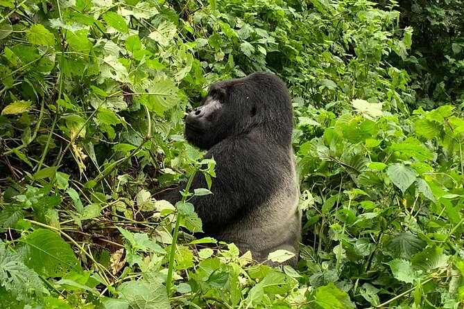 3 Day Gorilla Trek at Bwindi National Park via Kigali - Kigali to Bwindi in 3 days: how this schedule works