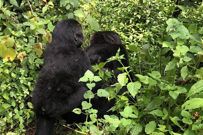 3 Day Gorilla Trek at Bwindi National Park via Kigali - Day two: Bwindi gate briefing and getting your gorilla family