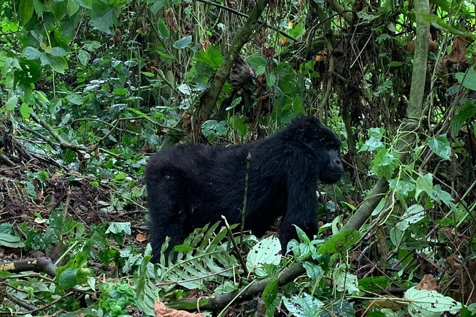 3 Day Gorilla Trek at Bwindi National Park via Kigali - What the gorilla trek really means for your body and time
