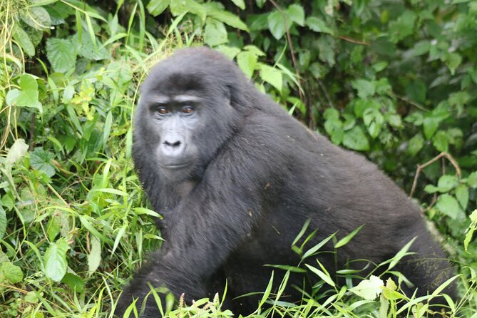 3 Day Gorilla Trek at Bwindi National Park via Kigali - Day one: the Rwanda to Uganda drive that sets the tone