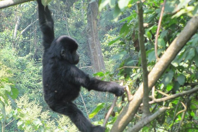 3-Day Gorilla Trekking Budget Safari in Uganda - A 3-day Uganda itinerary that’s really all about Bwindi gorillas