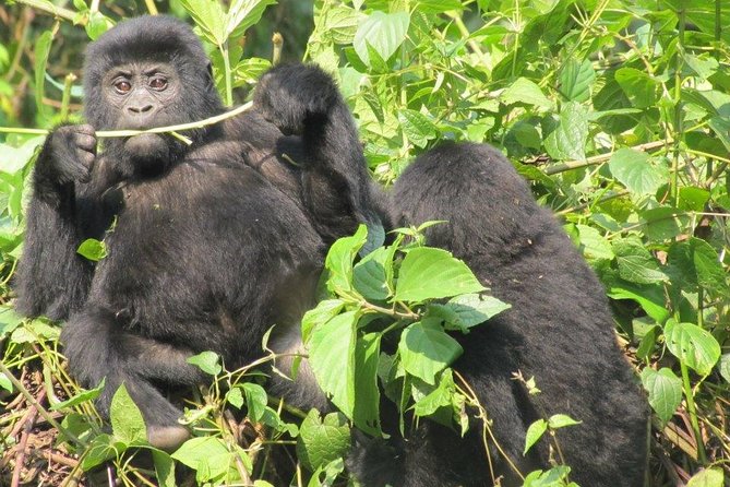 3-Day Gorilla Trekking Budget Safari in Uganda - Optional experiences: how to choose between culture, water, and golden monkeys