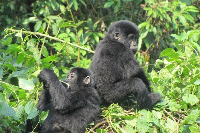3-Day Gorilla Trekking Budget Safari in Uganda - Day 1: Entebbe to Bwindi, with real stopovers instead of random timing