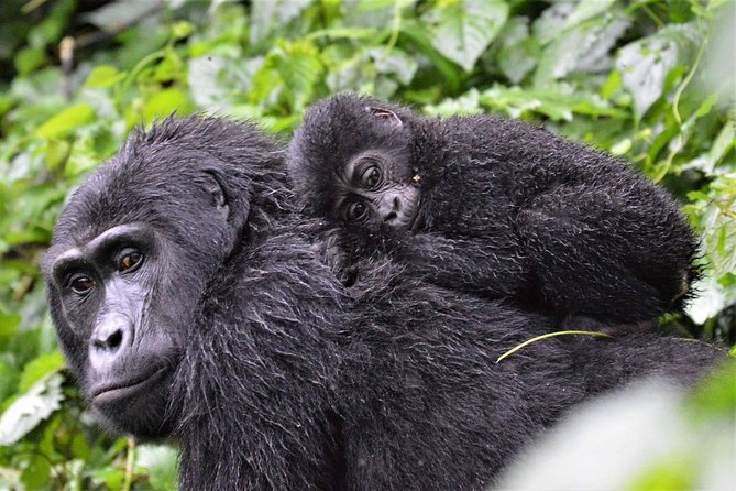 3-Day Gorilla Trekking Bunyonyi Mist Relaxation Safari - Day 1: From Entebbe toward Bwindi and the road-trip reality check