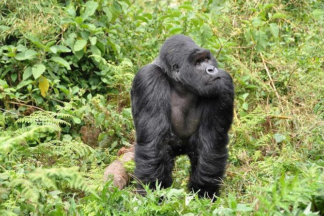 3-Day Gorilla Trekking Bunyonyi Mist Relaxation Safari - Price and value: is $2,350 per person a fair deal?