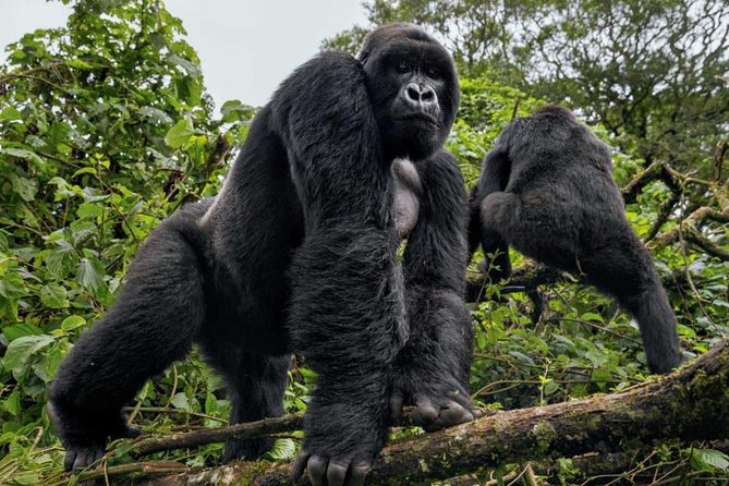 3-Day Gorilla Trekking Bunyonyi Mist Relaxation Safari - Trek preparation: how to be ready for the forest pace