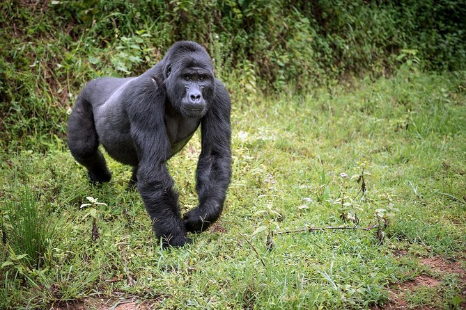 3-Day Gorilla Trekking Bunyonyi Mist Relaxation Safari - Who should book this safari, and who should think twice