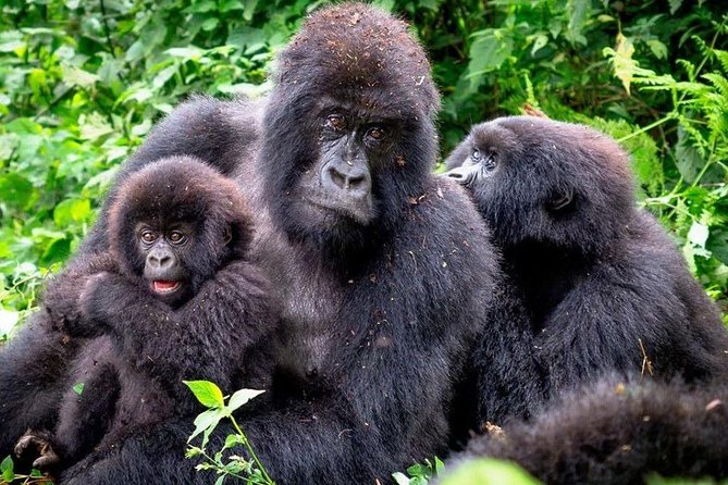 3-Day Gorilla Trekking Bunyonyi Mist Relaxation Safari - Day 2: Gorilla trekking in Bwindi, from ranger briefing to the one-hour encounter