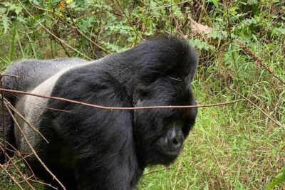 3 Day Gorilla Trekking Luxury Safari in Uganda - Day 1: Entebbe to Bwindi by a 7:00 am Domestic Flight