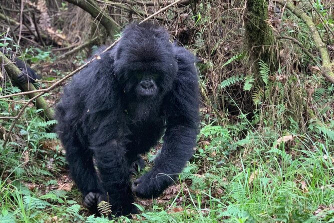 3 Day Gorilla Trekking Luxury Safari in Uganda - Luxury Service That Actually Reduces Stress