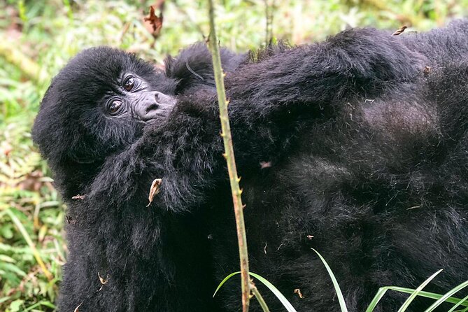 3 Day Gorilla Trekking Luxury Safari in Uganda - Who This Gorilla Trek Package Is Best For