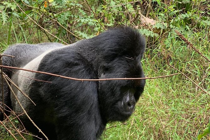 3 Day Gorilla Trekking Luxury Safari in Uganda - Day 1: Entebbe to Bwindi by a 7:00 am Domestic Flight