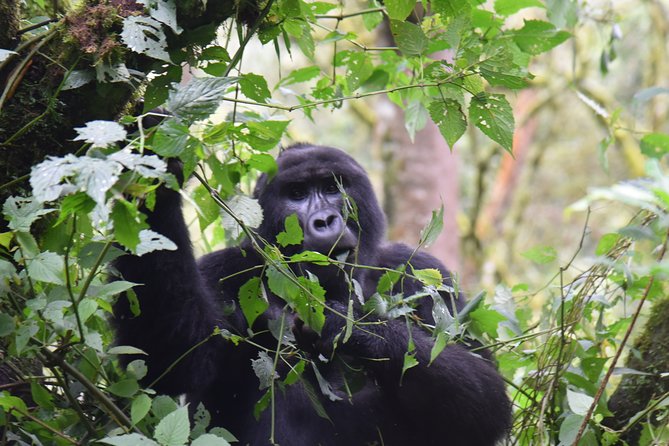 3-Day Gorilla Trekking safari in Bwindi Impenetrable Forest - The drive from Entebbe to Bwindi: where your trip is won or lost