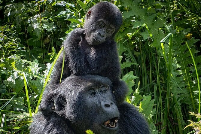 3-Day Gorilla Trekking safari in Bwindi Impenetrable Forest - Lake Bunyonyi time: the decompression you actually need