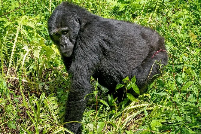 3-Day Gorilla Trekking safari in Bwindi Impenetrable Forest - Day 3 back toward Entebbe: Equator photos, optional swim, and flexible timing