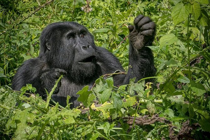 3-Day Gorilla Trekking safari in Bwindi Impenetrable Forest - Vehicles and guides: the difference between okay and excellent