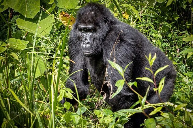 3-Day Gorilla Trekking safari in Bwindi Impenetrable Forest - Who should book this Bwindi gorilla trek?