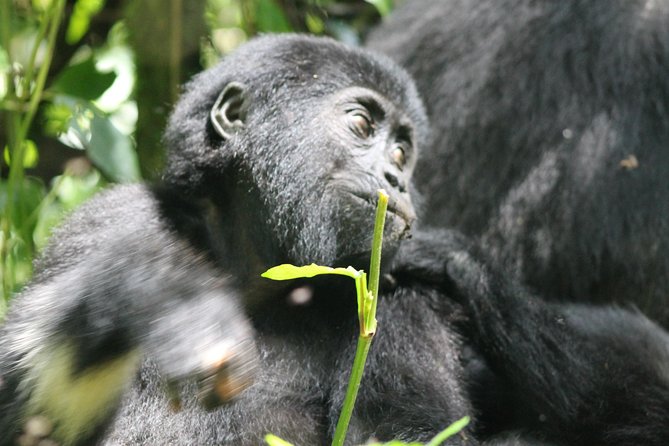 3-Day Gorillas trekking and Batwa Experience - Bwindi to Queen Elizabeth: the practical flow of these 3 days