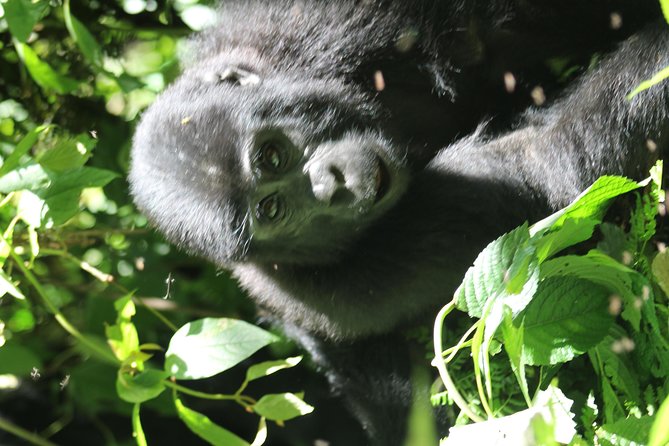 3-Day Gorillas trekking and Batwa Experience - Night near Queen Elizabeth NP: changing gears after the trek