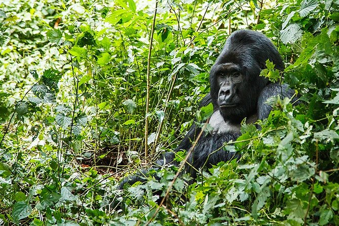 3-Day Gorillas trekking and Batwa Experience - Who this trip fits best (and who might rethink it)