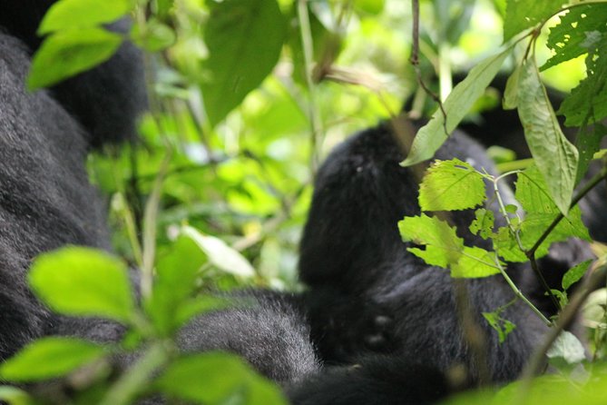 3-Day Gorillas trekking and Batwa Experience - How to get the most from your gorilla trekking day