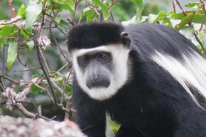 3 -Day Private Gorilla Trekking Safari in Bwindi Forest - Why This 3-Day Private Gorilla Trek in Bwindi Works for Real Travelers