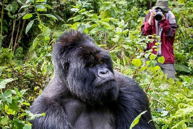 3-Day Private Guided Gorilla Trekking In Uganda - Key highlights you’ll feel right away