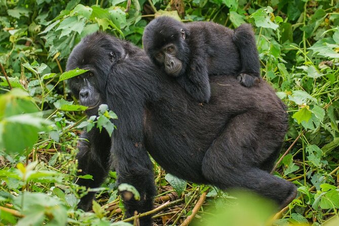 3-Day Private Guided Gorilla Trekking In Uganda - Price and value: what $1,498 covers, and what it doesn’t