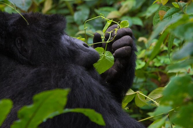 3-Day Private Guided Gorilla Trekking In Uganda - The 7:30am Bwindi briefing: how you prepare to track