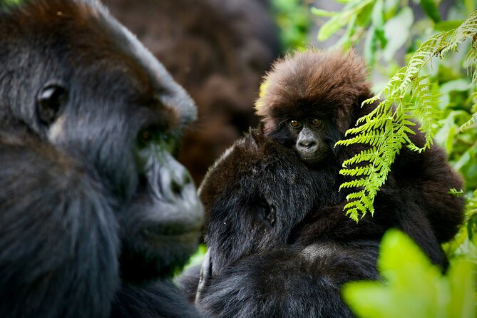 3-Day Private Guided Gorilla Trekking In Uganda - Gorilla tracking in Bwindi: what to expect once you’re in the forest