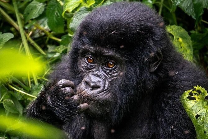 3-Day Private Guided Gorilla Trekking In Uganda - Batwa Cultural Heritage: why this stop matters after the gorillas