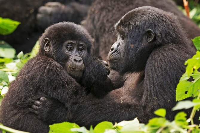 3-Day Private Guided Gorilla Trekking In Uganda - Day 1 drive from Entebbe/Kampala or Kigali: long hours, planned stops