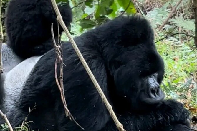 3-Day Private Guided Gorilla Trekking Uganda and Batwa Experience - Key Highlights You’ll Actually Feel
