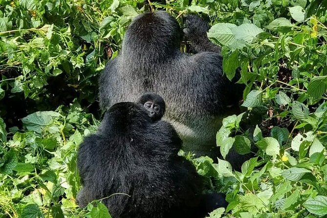 3-Day Private Guided Gorilla Trekking Uganda and Batwa Experience - Bwindi Impenetrable: Why This Gorilla Trek Is Such a Big Deal
