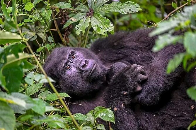 3-Day Private Guided Gorilla Trekking Uganda and Batwa Experience - Day 3: Back to Kampala, Mbarara Lunch, and Community Time