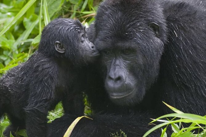 3-Day Private Guided Gorilla Trekking Uganda and Batwa Experience - Pace, Packing, and How to Set Yourself Up for a Good Trek