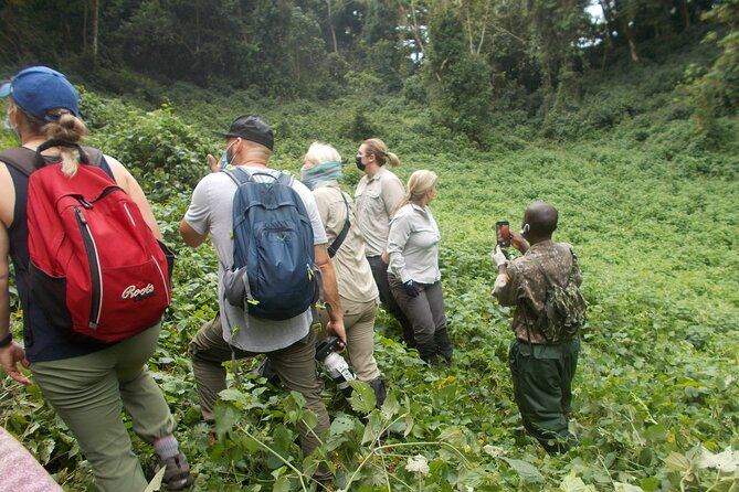 3 Day Rwanda to Uganda gorilla trekking Safari - Day 2: Gorilla trekking day in Bwindi’s thick vegetation