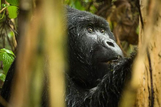3-Day Tour to Uganda - Gorilla Trekking Bwindi Forest - From Kampala to Bwindi: Why the Equator Stops Matter More Than Photos