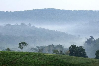 3-Day Tour to Uganda - Gorilla Trekking Bwindi Forest - Bwindi Impenetrable National Park: The Gorilla Trek and Your One-Hour Encounter